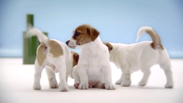 4 Films Uptstart Pfister top care dogs