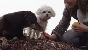 stories dogs commercial